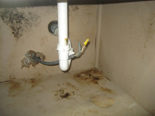 mold removal under kitchen sink