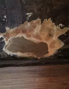 Pithomyces 316x404