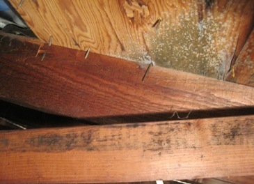 prevent attic mold