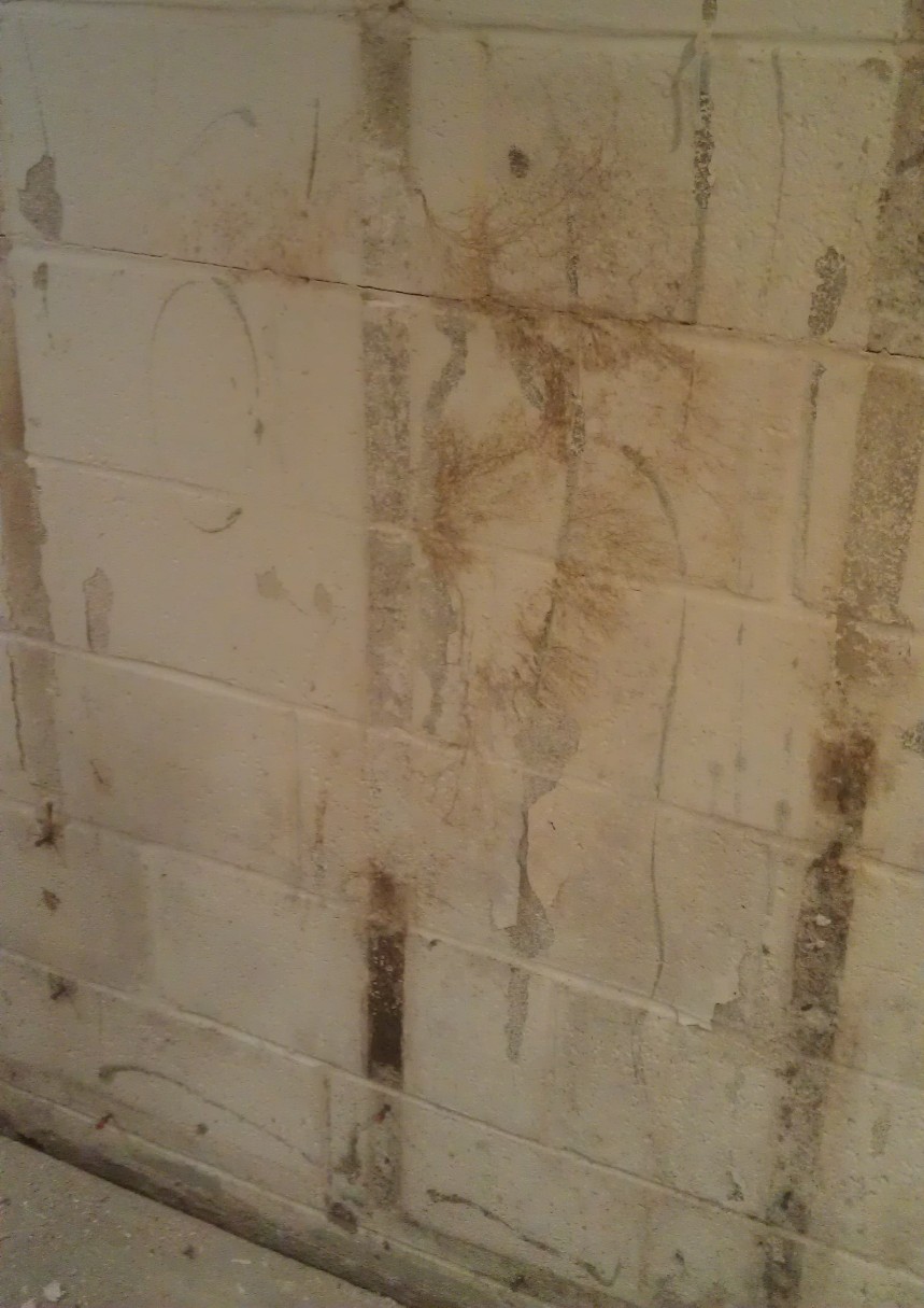 Basement Mold Removal Finding Mold