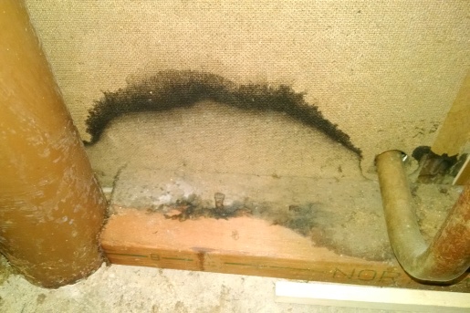 black mold testing