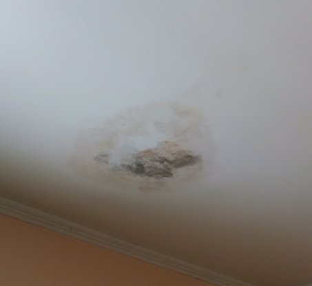 black mold on ceiling