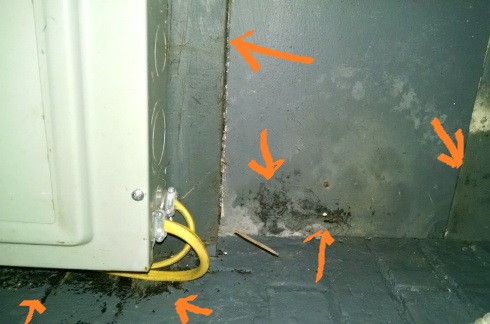 black mold detection