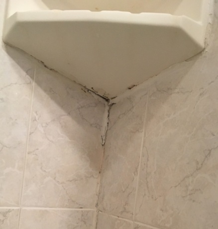 black mold in shower