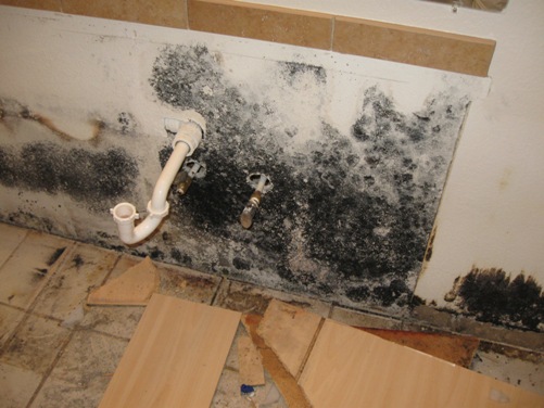 Cleaning Black Mold .......Steps, Products To Use, Precautions