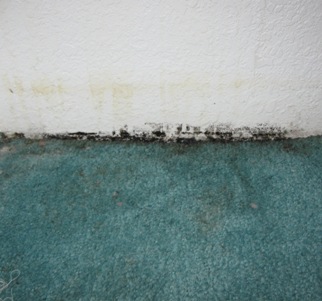 black mold carpet and wall