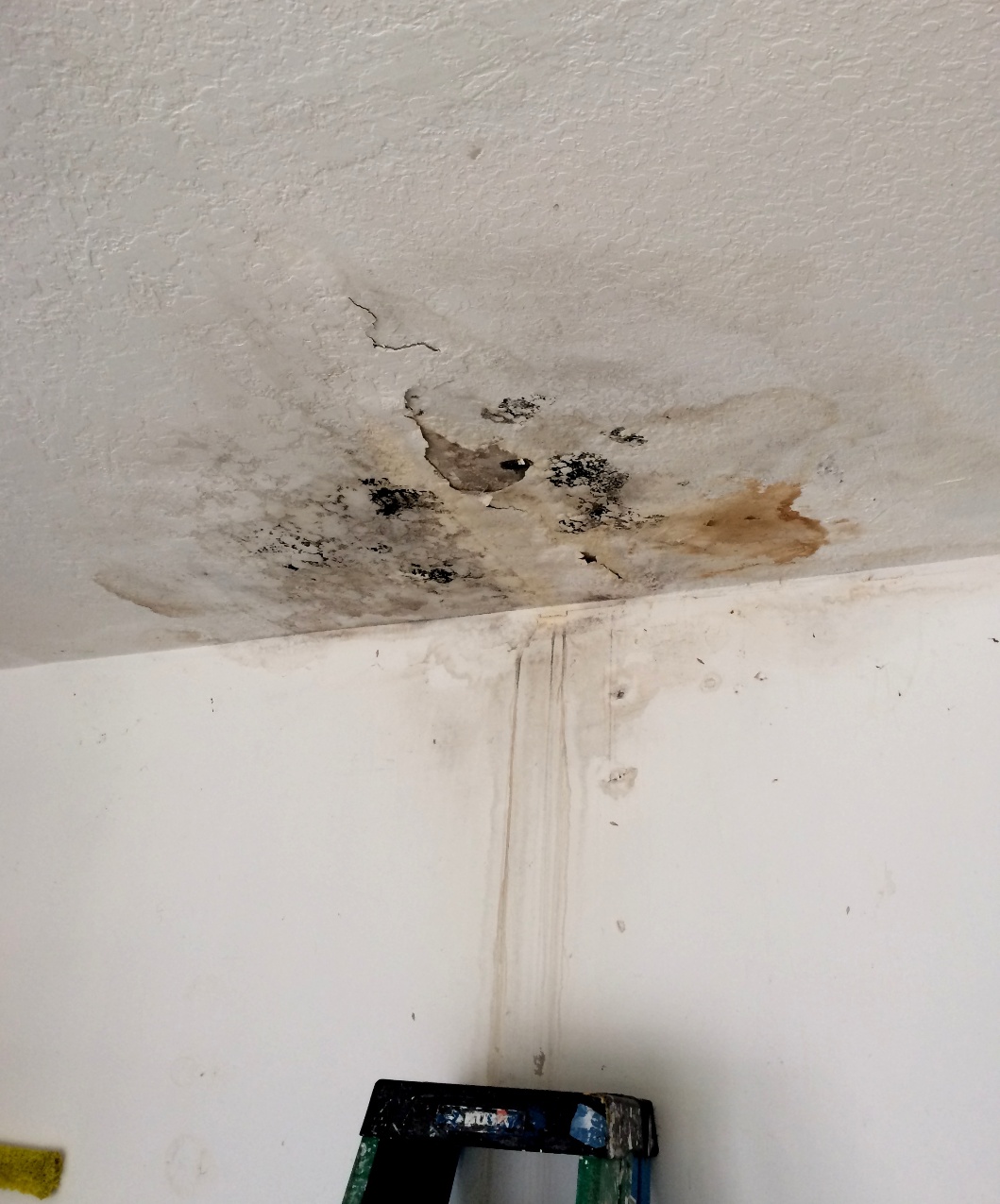 100 Pictures Of Mold In The Home