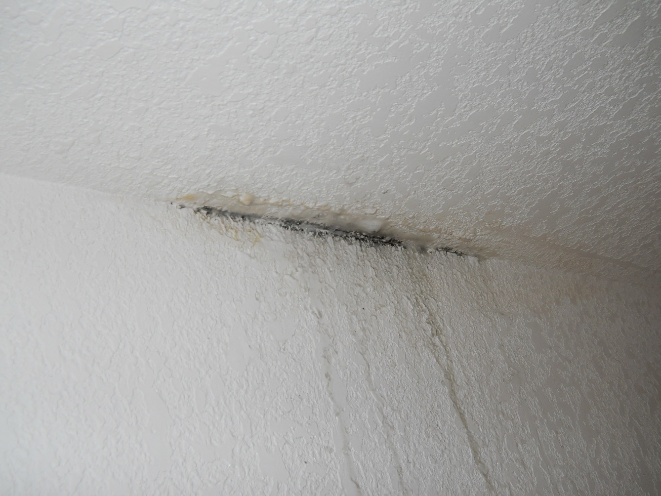 Ceiling mold from leak