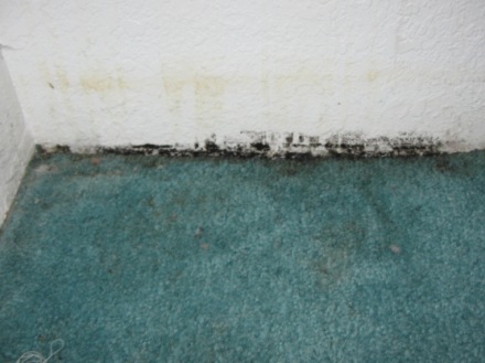 Can You Kill Mold In Carpet