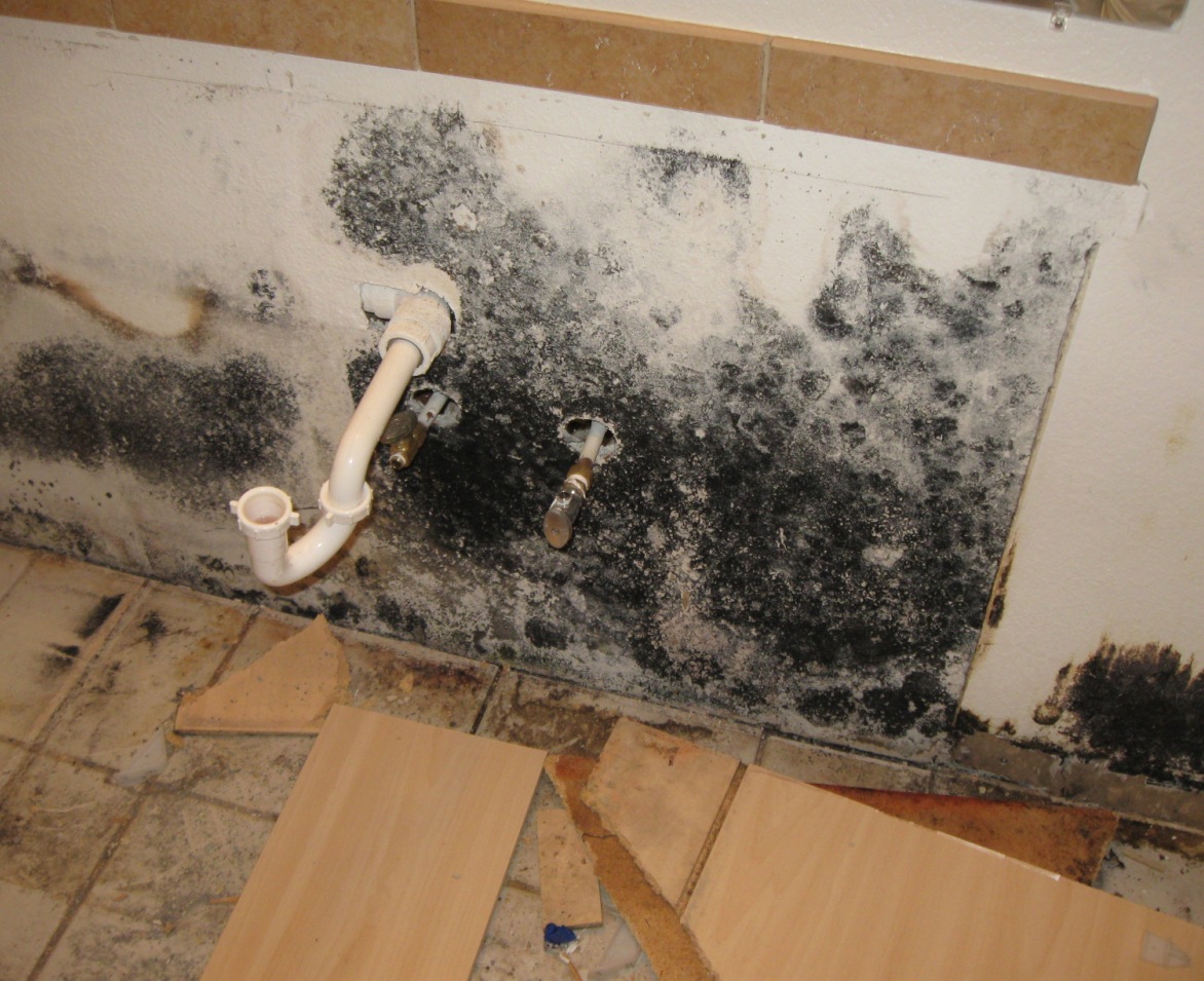 100 Pictures Of Mold In The Home