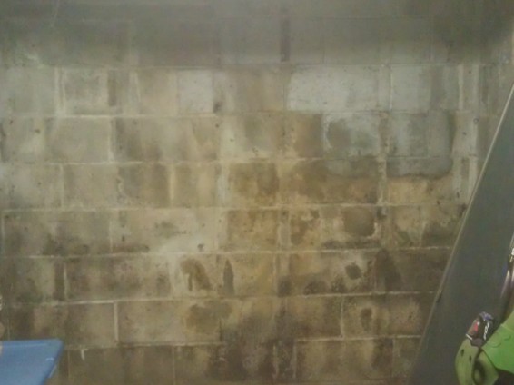 Mold on cement wall