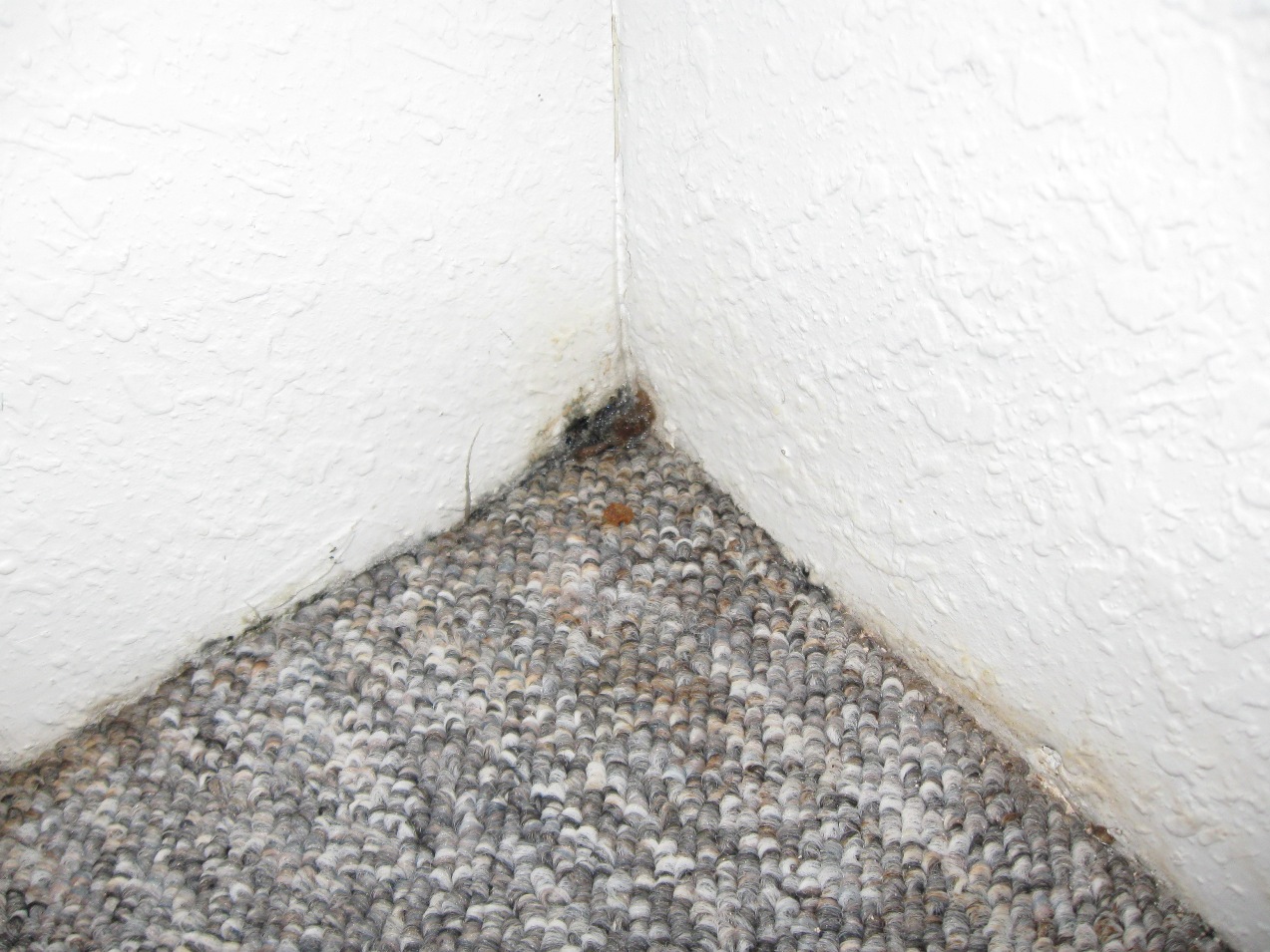 Mold corner carpet and wall