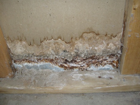 mold damaged wall