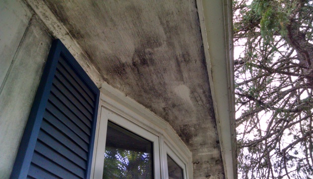 mold on exterior of home