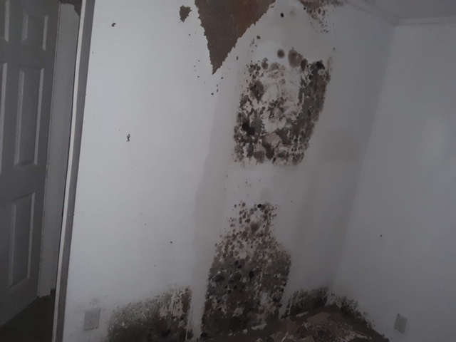 Mold from hurricane Florence