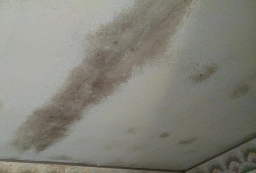 mold in bedroom