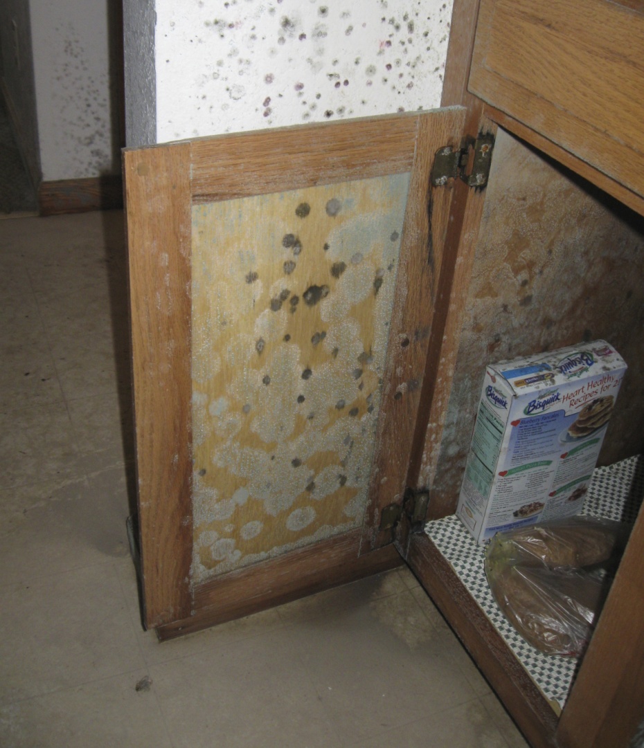 100 Pictures Of Mold In The Home