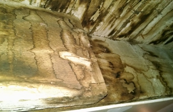 Mold stain removal