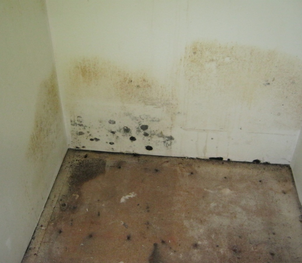 Mold behind appliance