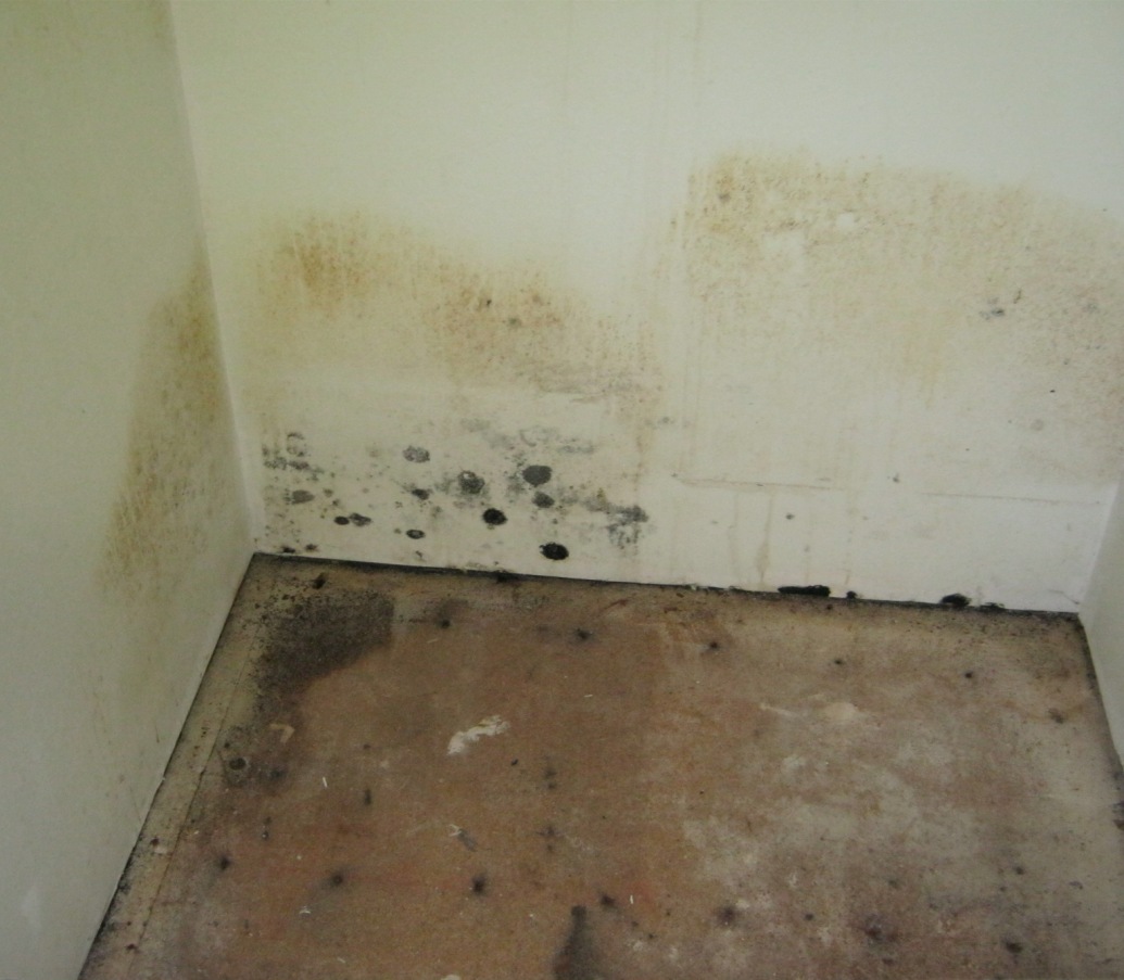 mold wall kitchen