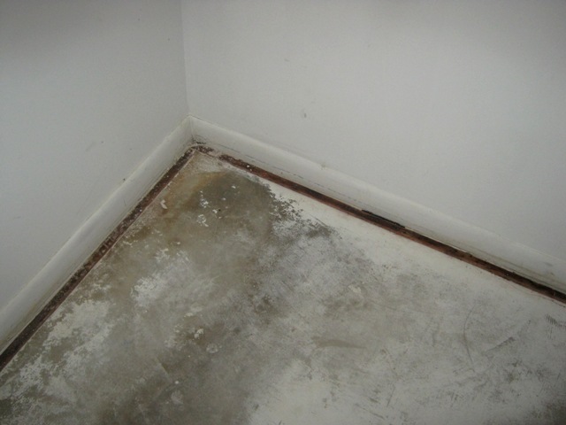 100 Pictures Of Mold In The Home