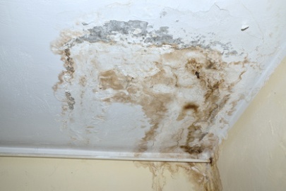 toxic mold