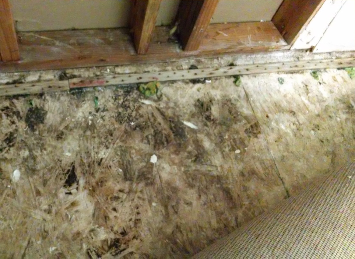 Pictures of black mold — pic 11