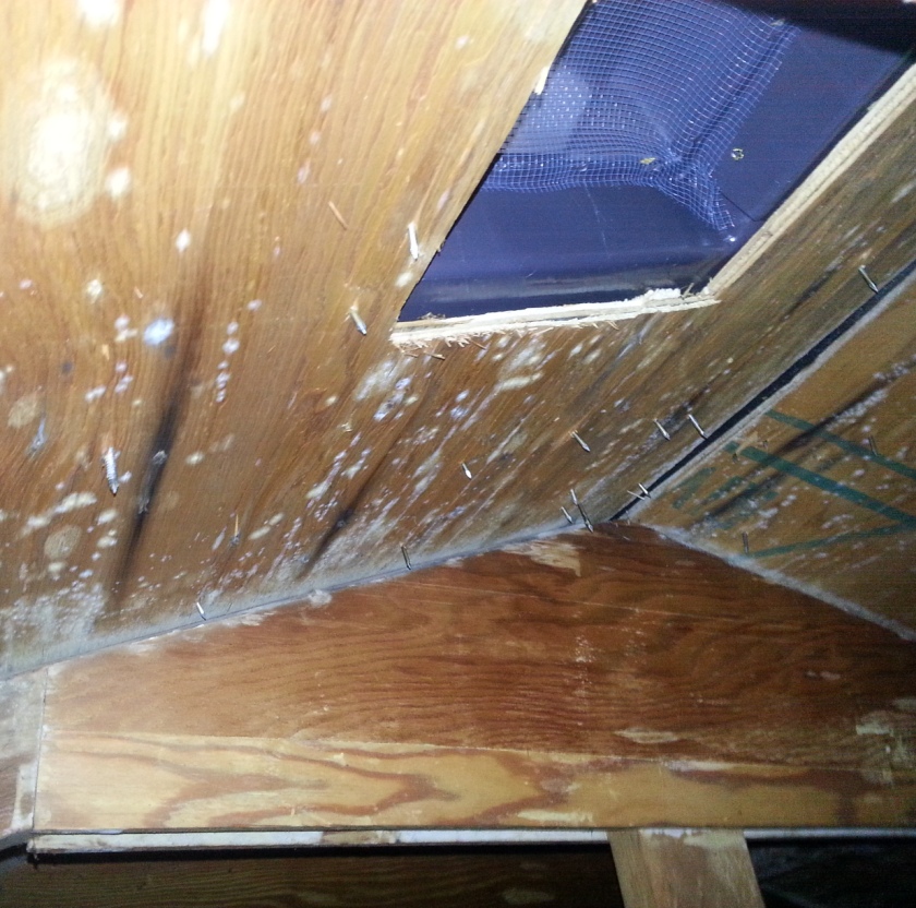 List 99+ Images what does mold in the attic look like Stunning