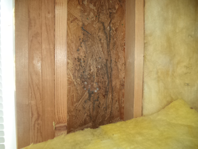 attic wall and insulation mold