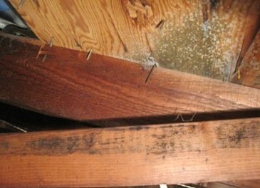 attic mold