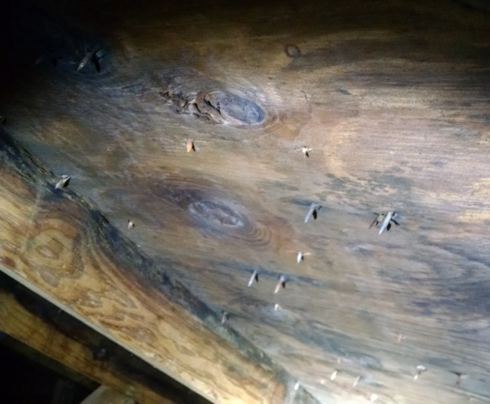 attic mold treatment