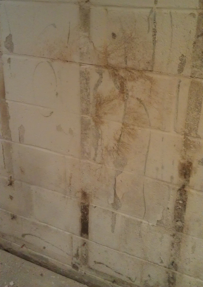 moldy basement wall