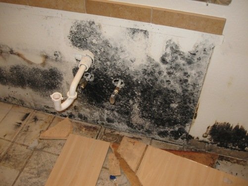 black mold removal companies