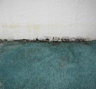 black mold carpet and wall