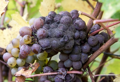 Botrytis