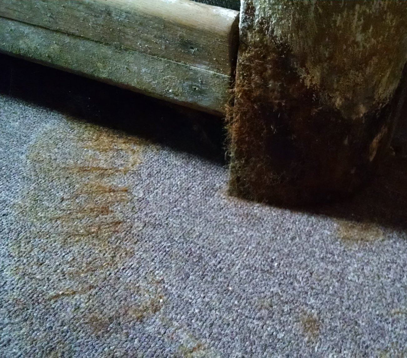 mold on carpet and bookcase
