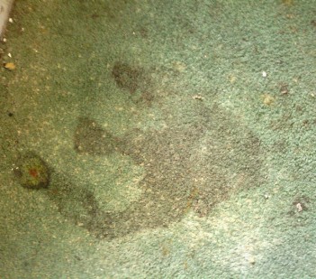 Moldy Carpet