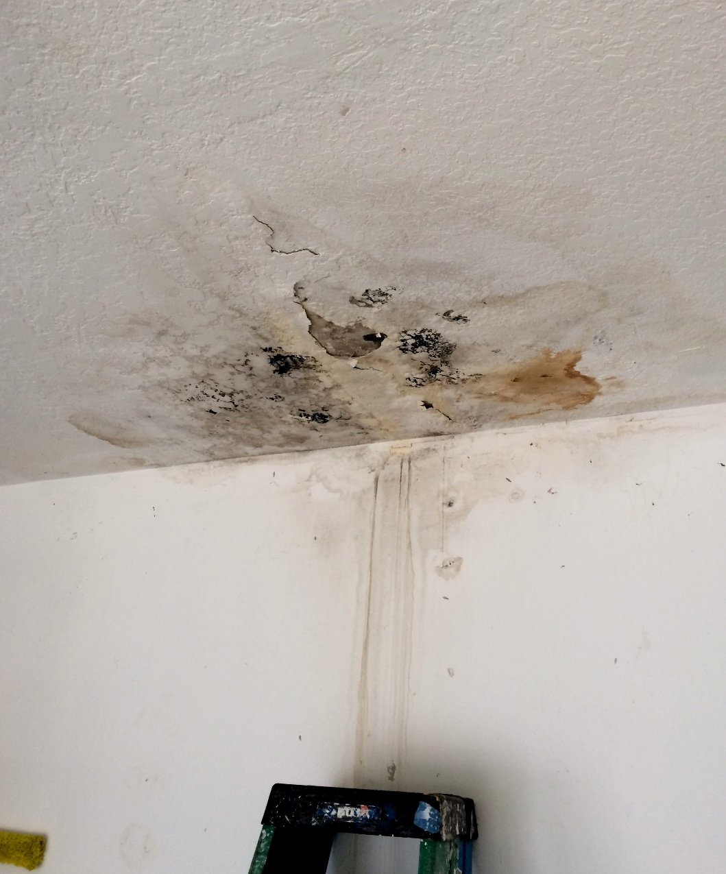 Mold on ceiling from leak