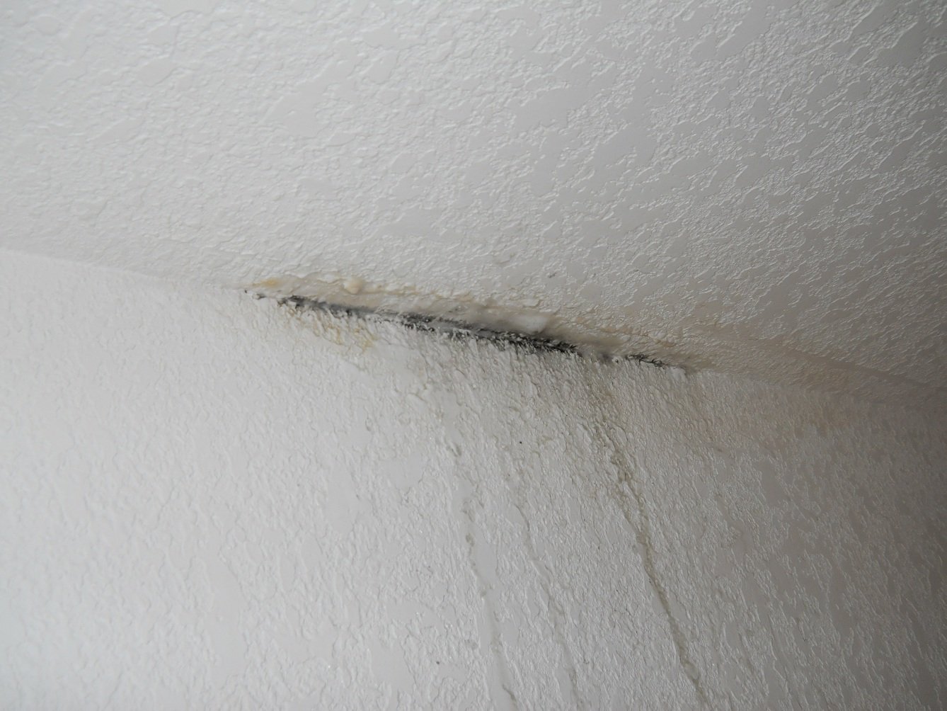 Ceiling mold from leak