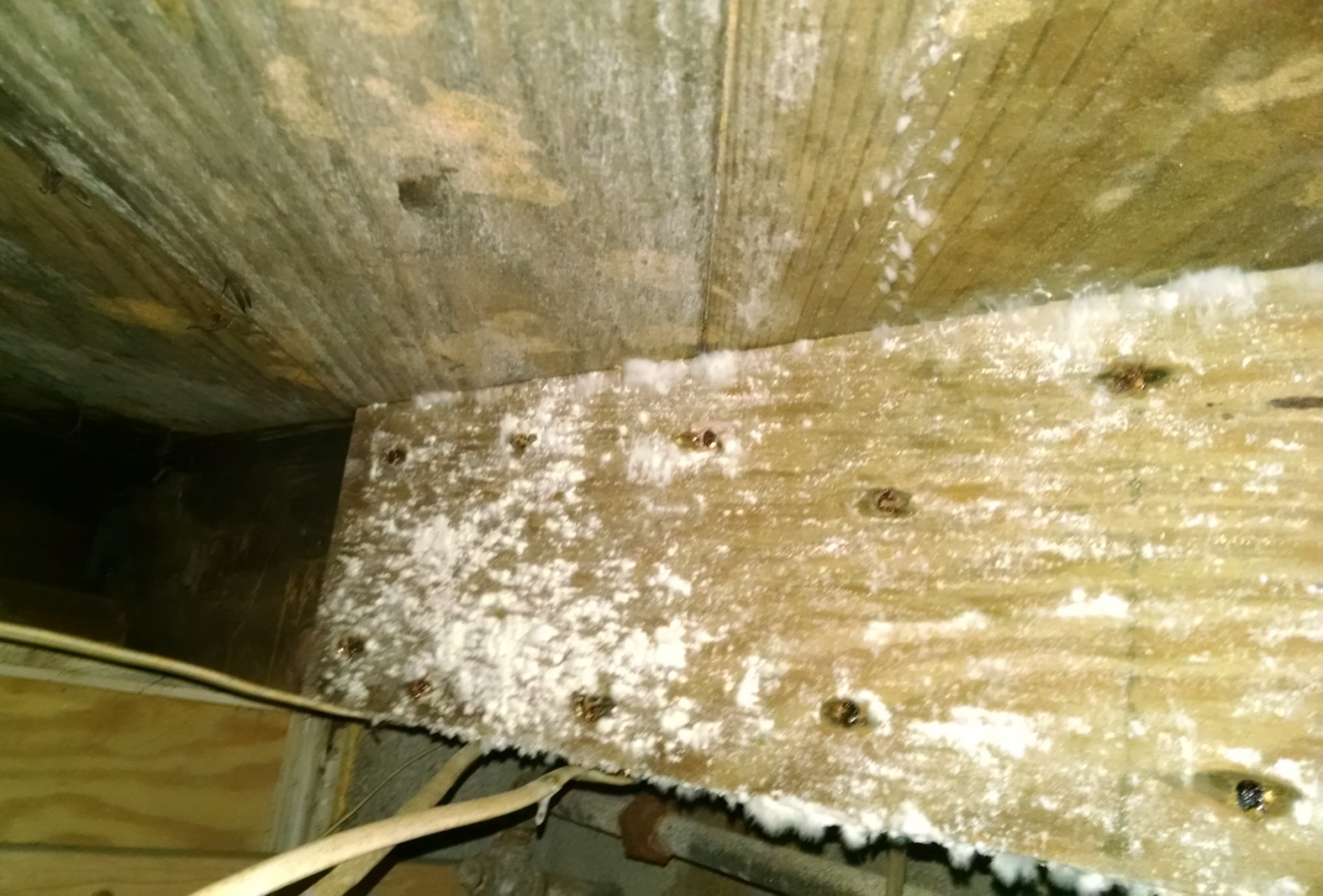 Crawlspace mold