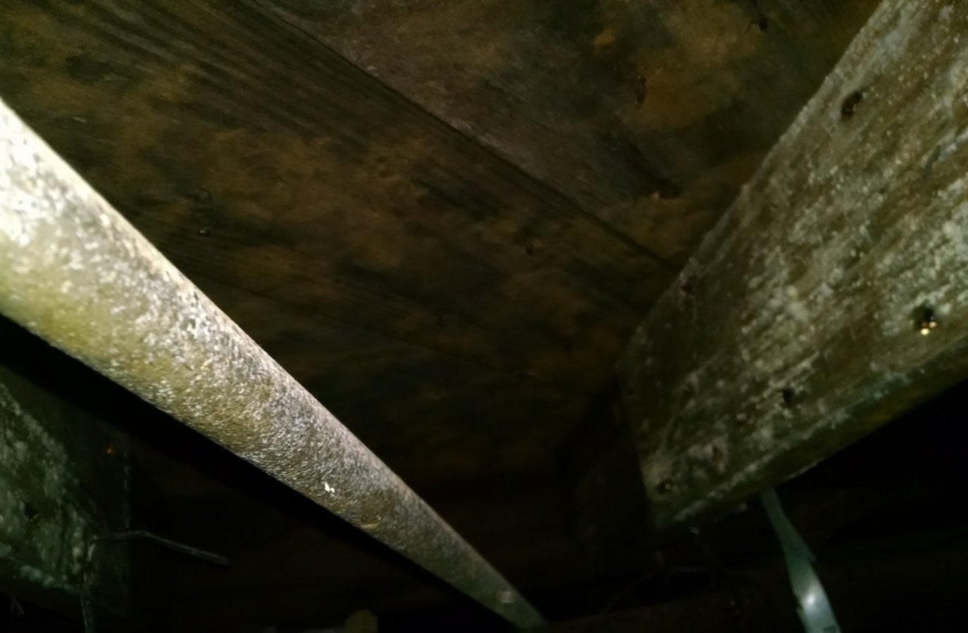 White mold crawlspace