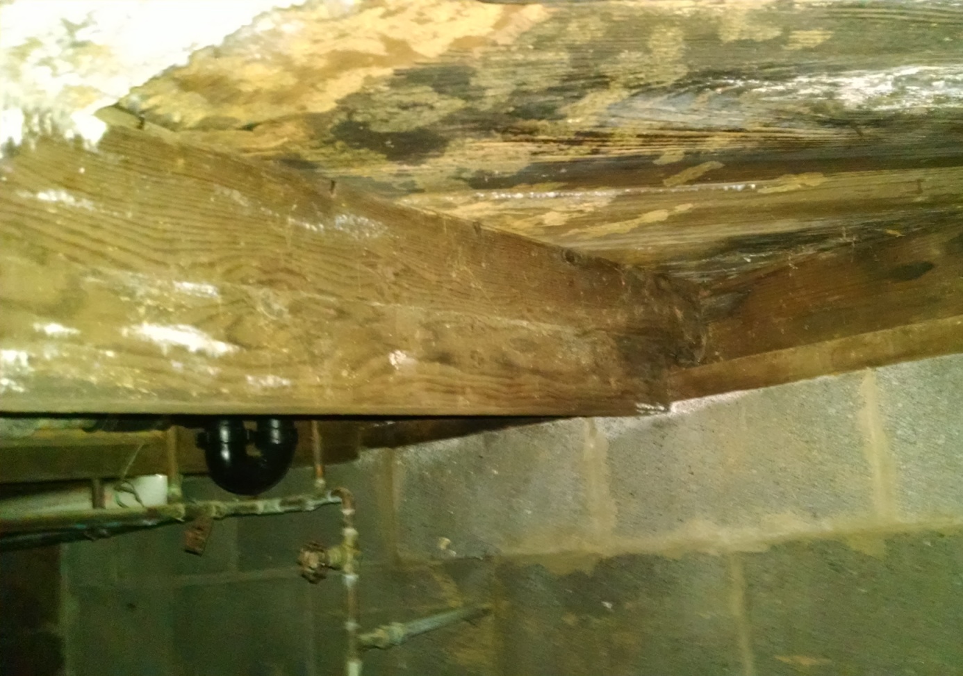 Moldy crawlspace