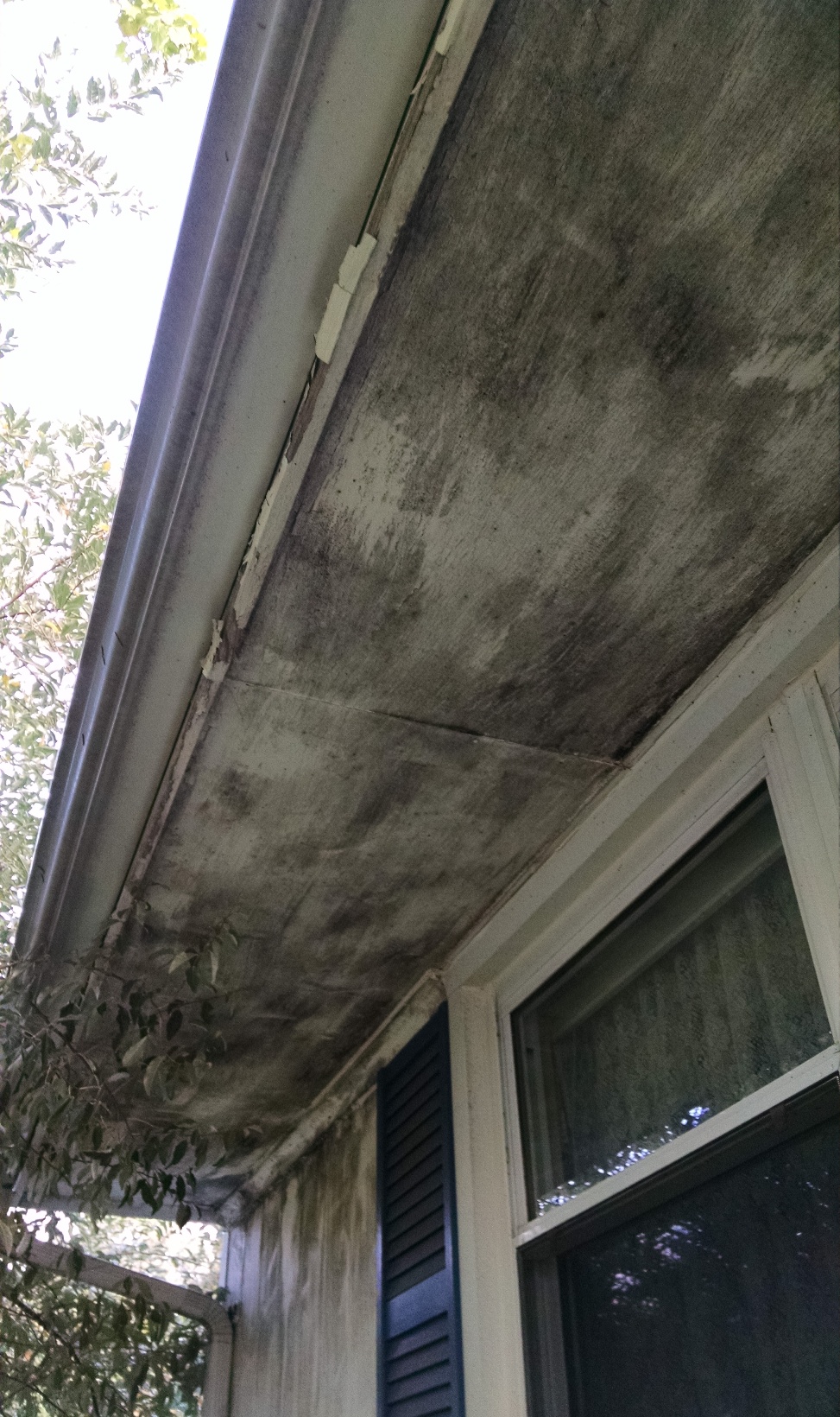 Exterior house mold