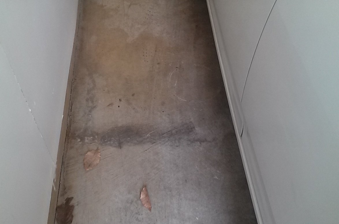 Garage floor mold