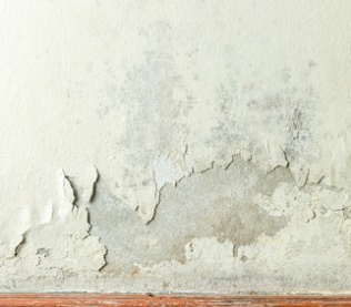 mildew