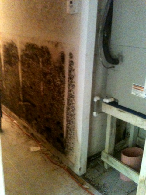 Mold after flood