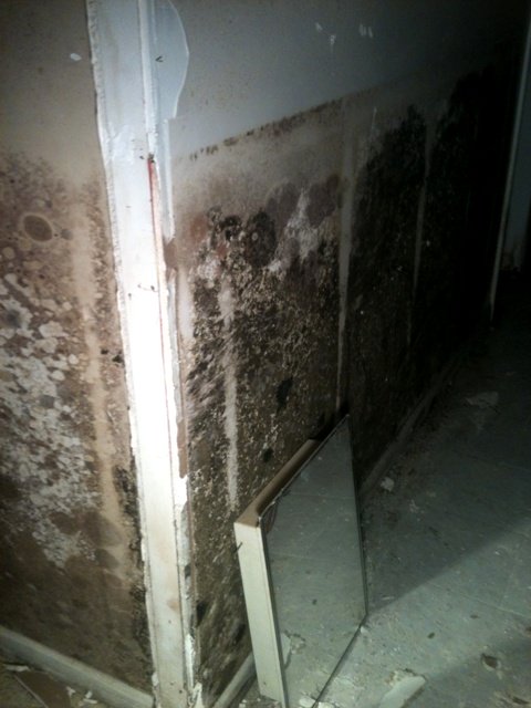 Basement flood mold