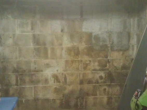Mold Or Efflorescence How To Tell The Difference Mold Or Efflorescence How To, Cinder Block Basement Wall Mold
