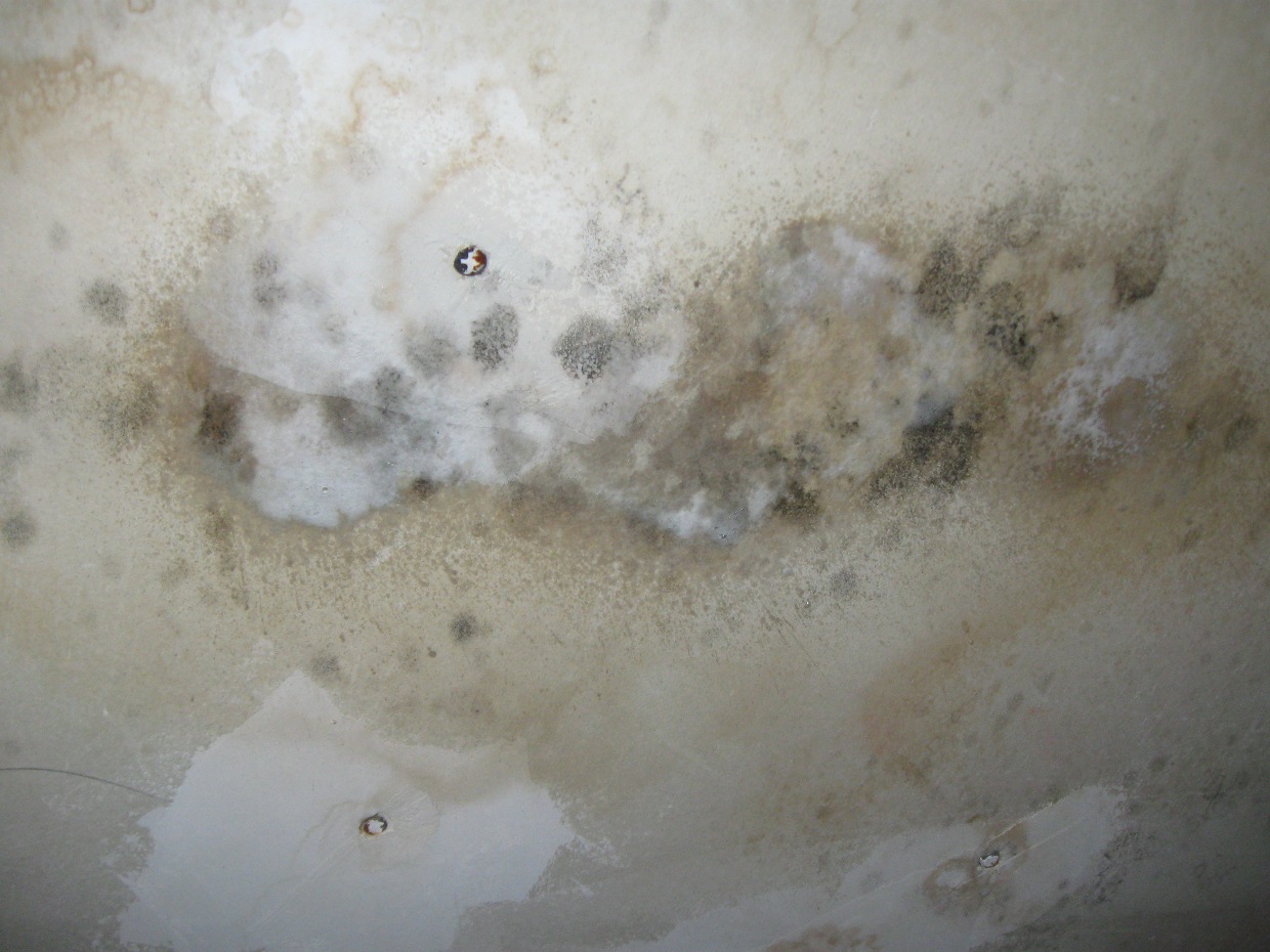 Mold closeup