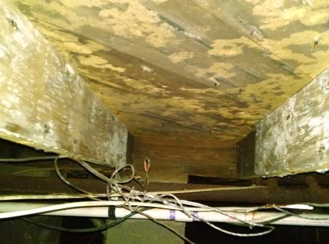 yellow mold in crawlspace